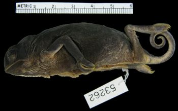 Media type: image; Herpetology R-53262